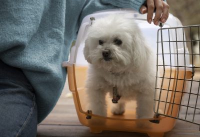 cute-dog-pet-carrier